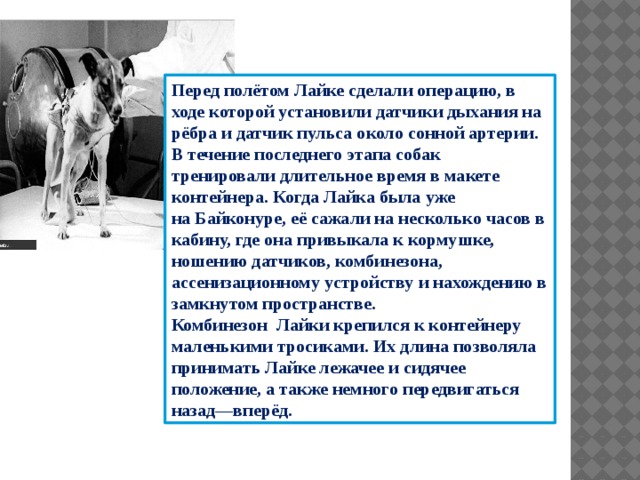 Перед полётом Лайке сделали операцию, в ходе которой установили датчики дыхания на рёбра и датчик пульса около сонной артерии. В течение последнего этапа собак тренировали длительное время в макете контейнера. Когда Лайка была уже на Байконуре, её сажали на несколько часов в кабину, где она привыкала к кормушке, ношению датчиков, комбинезона, ассенизационному устройству и нахождению в замкнутом пространстве. Комбинезон  Лайки крепился к контейнеру маленькими тросиками. Их длина позволяла принимать Лайке лежачее и сидячее положение, а также немного передвигаться назад—вперёд. 