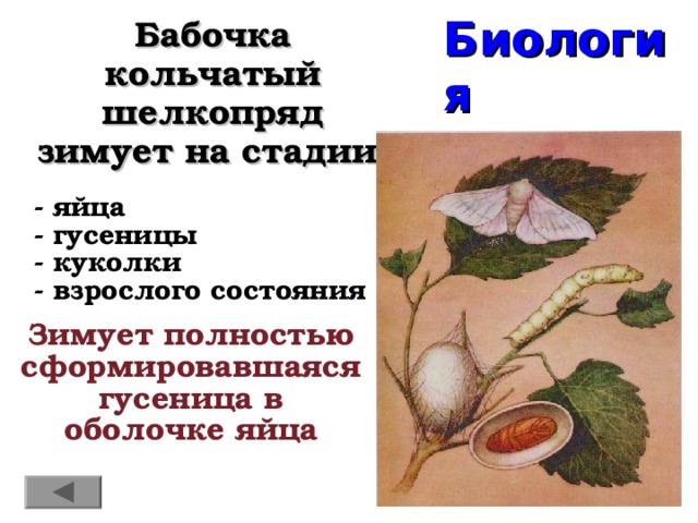 Биология Бабочка кольчатый шелкопряд зимует на стадии:   -  яйца  -  гусеницы  -  куколки  -  взрослого состояния Зимует полностью сформировавшаяся гусеница в оболочке яйца 