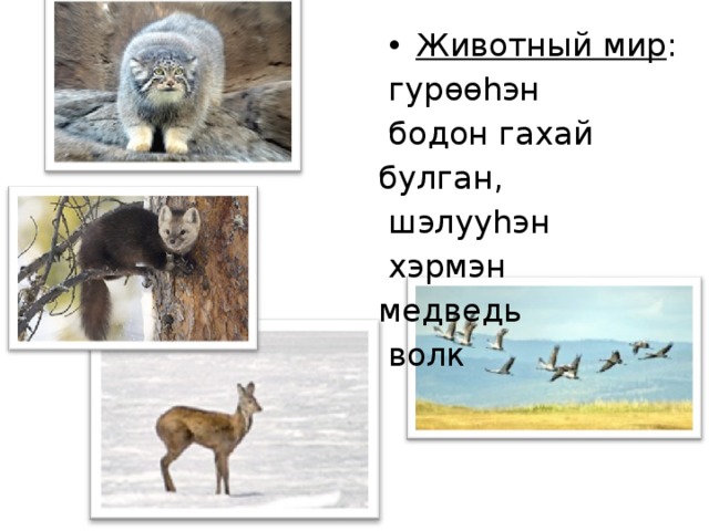 Животный мир :  гур өө hэн  бодон гахай булган,  шэлууhэн  хэрмэн медведь  волк   