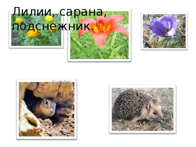 Лилии, сарана, подснежник.  сурок  заряа 