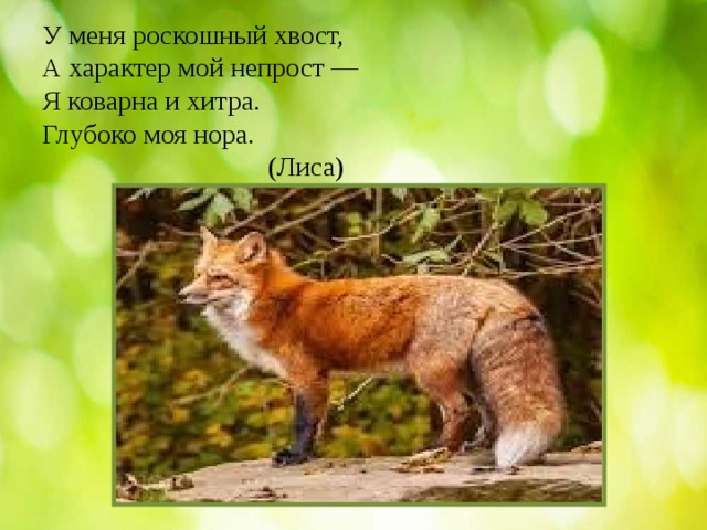  У меня роскошный хвост,  А характер мой непрост —  Я коварна и хитра.  Глубоко моя нора.  (Лиса) 