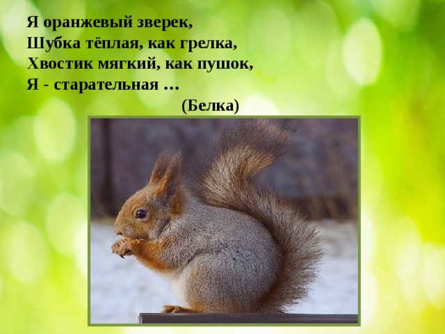     Я оранжевый зверек,  Шубка тёплая, как грелка,  Хвостик мягкий, как пушок,  Я - старательная …  (Белка)      