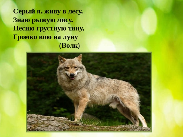   Серый я, живу в лесу,  Знаю рыжую лису.  Песню грустную тяну,  Громко вою на луну  (Волк) 
