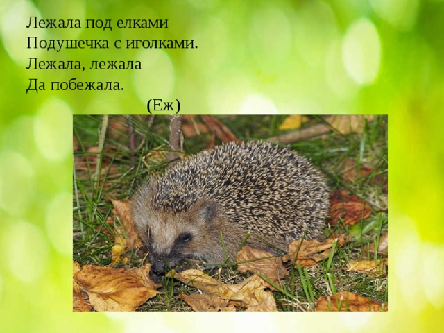    Лежала под елками  Подушечка с иголками.  Лежала, лежала  Да побежала.  (Еж)      