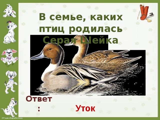 В семье, каких птиц родилась Серая Шейка Ответ: Уток