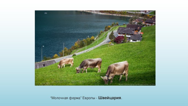 “ Молочная ферма” Европы - Швейцария . 