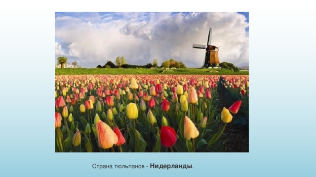 Страна тюльпанов - Нидерланды . 
