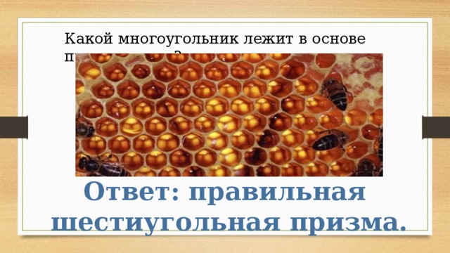 Какой многоугольник лежит в основе пчелиных сот? Ответ: правильная шестиугольная призма. 