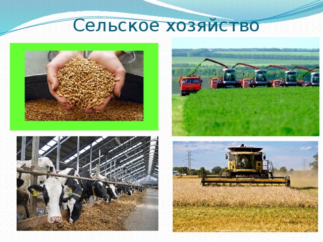 Сельское хозяйство 