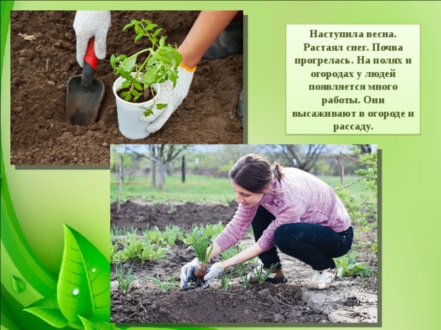 Наступила весна. Растаял снег. Почва прогрелась. На полях и огородах у людей появляется много работы. Они высаживают в огороде и рассаду. 