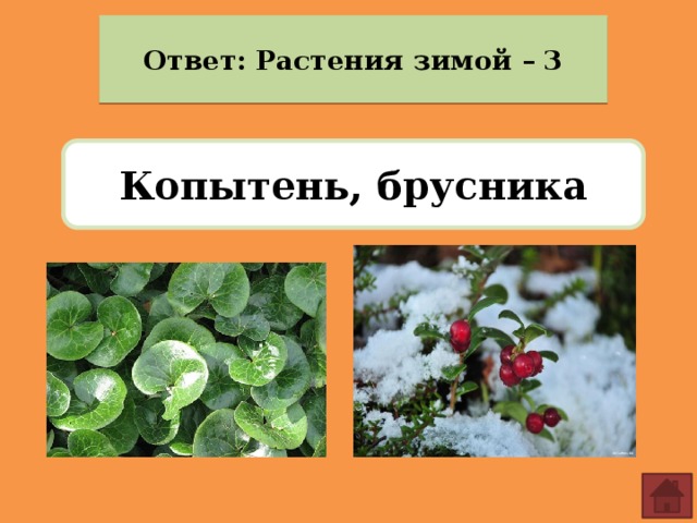 Ответ: Растения зимой – 3 Копытень, брусника 