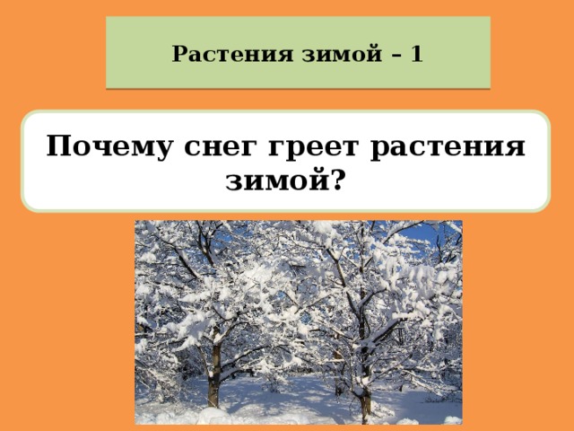 Растения зимой – 1 Почему снег греет растения зимой? 