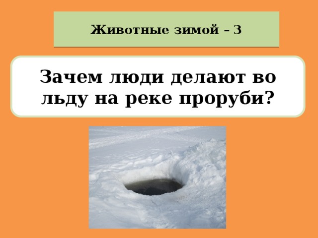 Животные зимой – 3 Зачем люди делают во льду на реке проруби? 
