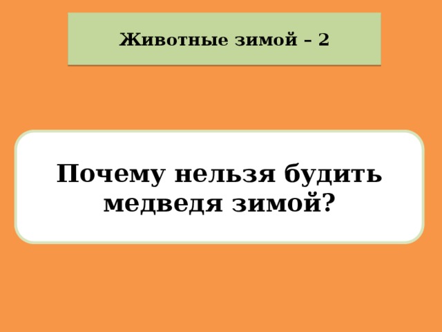 Животные зимой – 2 Почему нельзя будить медведя зимой? 