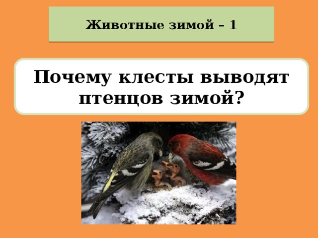 Животные зимой – 1 Почему клесты выводят птенцов зимой? 