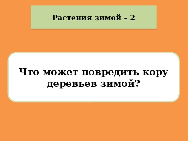 Растения зимой – 2 Что может повредить кору деревьев зимой? 