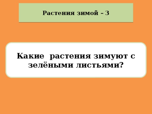 Растения зимой – 3 Какие растения зимуют с зелёными листьями? 
