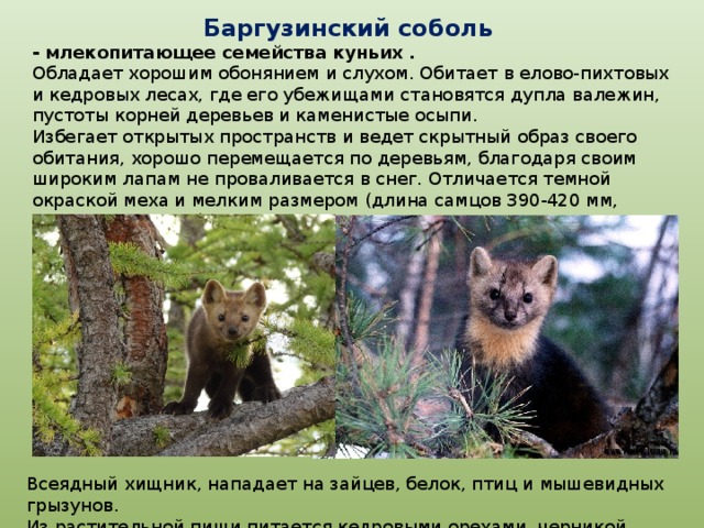 Баргузинский соболь - млекопитающее семейства куньих . Обладает хорошим обонянием и слухом. Обитает в елово-пихтовых и кедровых лесах, где его убежищами становятся дупла валежин, пустоты корней деревьев и каменистые осыпи.  Избегает открытых пространств и ведет скрытный образ своего обитания, хорошо перемещается по деревьям, благодаря своим широким лапам не проваливается в снег. Отличается темной окраской меха и мелким размером (длина самцов 390-420 мм, самок 360-410 мм). Всеядный хищник, нападает на зайцев, белок, птиц и мышевидных грызунов. Из растительной пищи питается кедровыми орехами, черникой, рябиной, брусникой. 