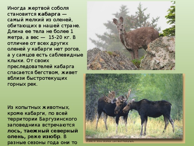 Иногда жертвой соболя становится кабарга — самый мелкий из оленей, обитающих в нашей стране. Длина ее тела не более 1 метра, а вес —  15-20 кг. В отличие от всех других оленей у кабарги нет рогов, а у самцов есть саблевидные клыки. От своих преследователей кабарга спасается бегством, живет вблизи быстротекущих горных рек.                                           Из копытных животных, кроме кабарги, по всей территории Баргузинского заповедника встречаются лось, таежный северный олень, реже изюбр . В разные сезоны года они то поднимаются в высокогорья, то выходят к Байкалу, находя корм в высокогорных лугах — еланях. 