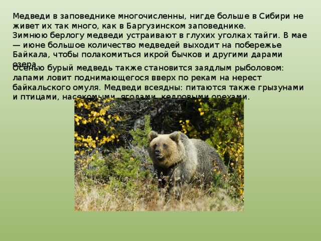 Медведи в заповеднике многочисленны, нигде больше в Сибири не живет их так много, как в Баргузинском заповеднике. Зимнюю берлогу медведи устраивают в глухих уголках тайги. В мае — июне большое количество медведей выходит на побережье Байкала, чтобы полакомиться икрой бычков и другими дарами озера.  Осенью бурый медведь также становится заядлым рыболовом: лапами ловит поднимающегося вверх по рекам на нерест байкальского омуля. Медведи всеядны: питаются также грызунами и птицами, насекомыми, ягодами, кедровыми орехами. 