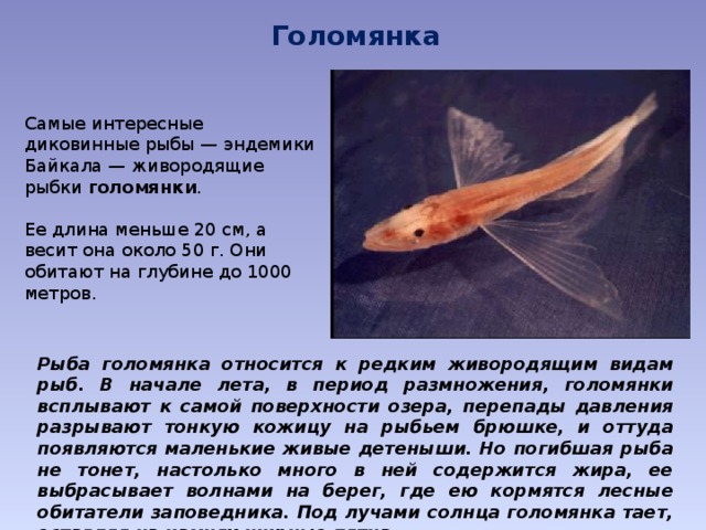 Голомянка  Самые интересные диковинные рыбы — эндемики Байкала — живородящие рыбки голомянки . Ее длина меньше 20 см, а весит она около 50 г. Они обитают на глубине до 1000 метров. Рыба голомянка относится к редким живородящим видам рыб. В начале лета, в период размножения, голомянки всплывают к самой поверхности озера, перепады давления разрывают тонкую кожицу на рыбьем брюшке, и оттуда появляются маленькие живые детеныши. Но погибшая рыба не тонет, настолько много в ней содержится жира, ее выбрасывает волнами на берег, где ею кормятся лесные обитатели заповедника. Под лучами солнца голомянка тает, оставляя на камнях жирные пятна. 