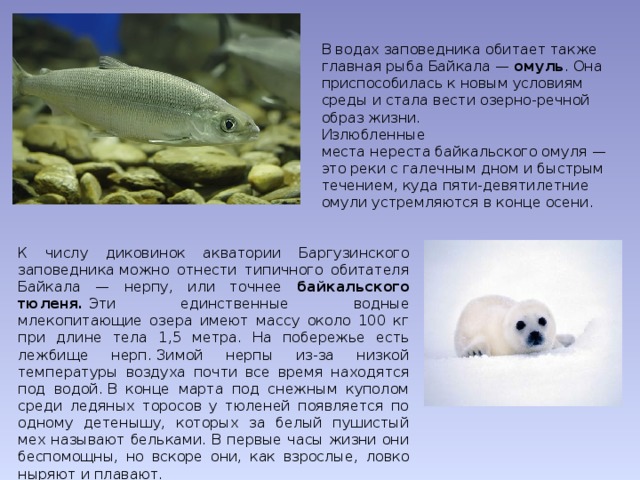 В водах заповедника обитает также главная рыба Байкала — омуль . Она приспособилась к новым условиям среды и стала вести озерно-речной образ жизни. Излюбленные места нереста байкальского омуля — это реки с галечным дном и быстрым течением, куда пяти-девятилетние омули устремляются в конце осени. К числу диковинок акватории Баргузинского заповедника можно отнести типичного обитателя Байкала — нерпу, или точнее байкальского тюленя.  Эти единственные водные млекопитающие озера имеют массу около 100 кг при длине тела 1,5 метра. На побережье есть лежбище нерп. Зимой нерпы из-за низкой температуры воздуха почти все время находятся под водой. В конце марта под снежным куполом среди ледяных торосов у тюленей появляется по одному детенышу, которых за белый пушистый мех называют бельками. В первые часы жизни они беспомощны, но вскоре они, как взрослые, ловко ныряют и плавают. 