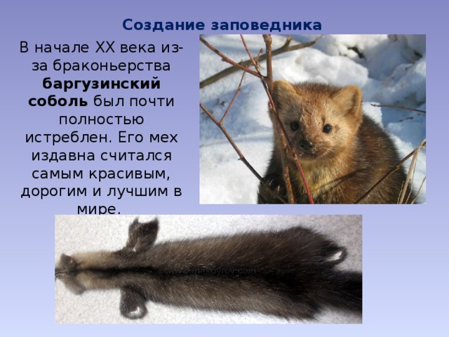 Создание заповедника В начале ХХ века из-за браконьерства баргузинский соболь был почти полностью истреблен. Его мех издавна считался самым красивым, дорогим и лучшим в мире. 