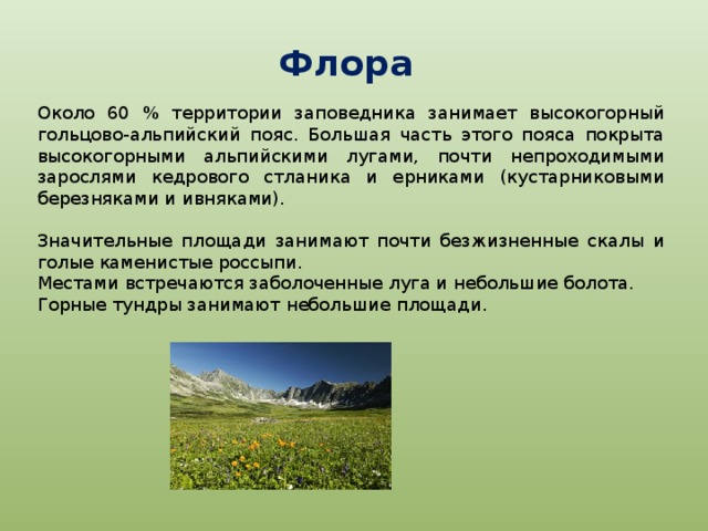 Флора Около 60 % территории заповедника занимает высокогорный гольцово-альпийский пояс. Большая часть этого пояса покрыта высокогорными альпийскими лугами, почти непроходимыми зарослями кедрового стланика и ерниками (кустарниковыми березняками и ивняками). Значительные площади занимают почти безжизненные скалы и голые каменистые россыпи. Местами встречаются заболоченные луга и небольшие болота. Горные тундры занимают небольшие площади. 