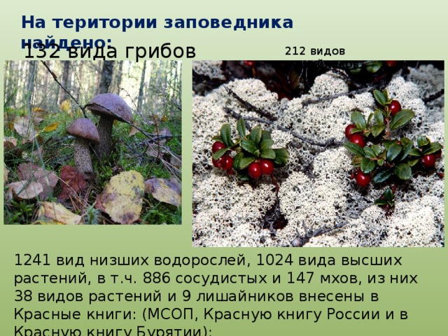На територии заповедника найдено: 132 вида грибов 212 видов лишайников 1241 вид низших водорослей, 1024 вида высших растений, в т.ч. 886 сосудистых и 147 мхов, из них 38 видов растений и 9 лишайников внесены в Красные книги: (МСОП, Красную книгу России и в Красную книгу Бурятии):  
