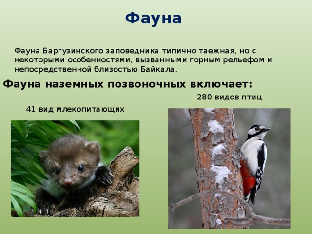 Фауна  Фауна Баргузинского заповедника типично таежная, но с некоторыми особенностями, вызванными горным рельефом и непосредственной близостью Байкала. Фауна наземных позвоночных включает: 280 видов птиц 41 вид млекопитающих 