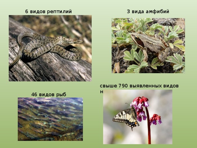 6 видов рептилий 3 вида амфибий свыше 790 выявленных видов насекомых 46 видов рыб 