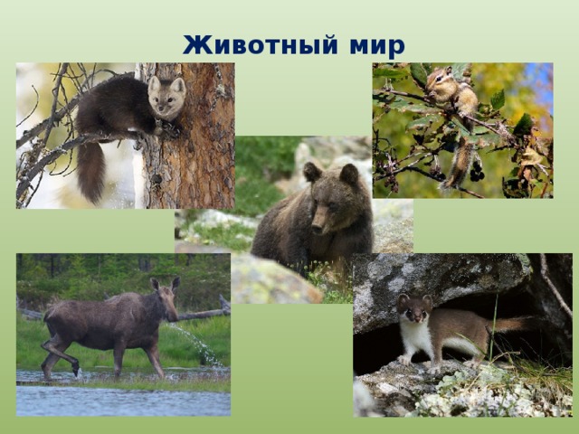 Животный мир 