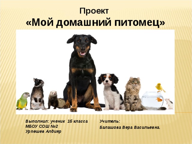 Проект  «Мой домашний питомец» Учитель: Балашова Вера Васильевна. Выполнил: ученик 1б класса МБОУ СОШ №2 Урпешев Алдияр 