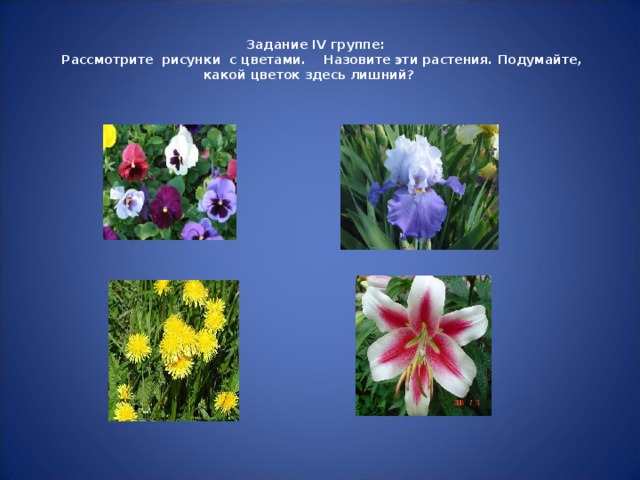 Задание IV группе:    Рассмотрите рисунки с цветами. Назовите эти растения. Подумайте, какой цветок здесь лишний?  