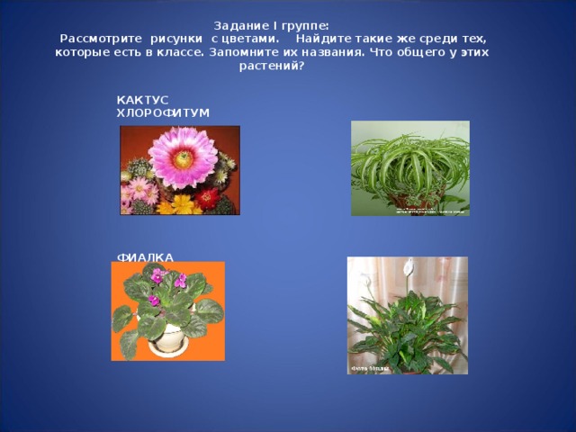 Задание I группе:  Рассмотрите рисунки с цветами. Найдите такие же среди тех, которые есть в классе. Запомните их названия. Что общего у этих растений? КАКТУС  ХЛОРОФИТУМ ФИАЛКА  СПАТИФИЛЛЮМ  