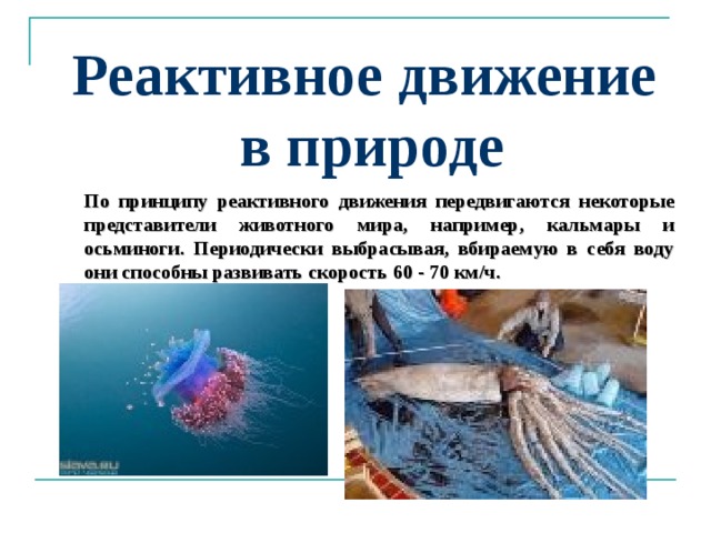 Реактивное движение в природе По принципу реактивного движения передвигаются некоторые представители животного мира, например, кальмары и осьминоги. Периодически выбрасывая, вбираемую в себя воду они способны развивать скорость 60 - 70 км/ч. 
