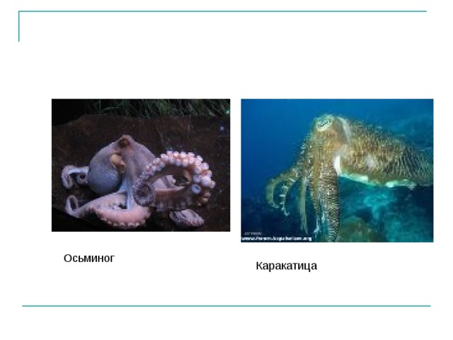 Осьминог Каракатица 