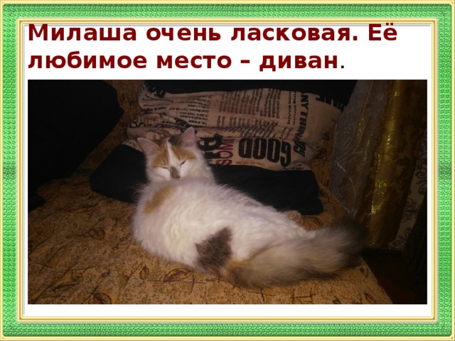 Милаша очень ласковая. Её любимое место – диван .