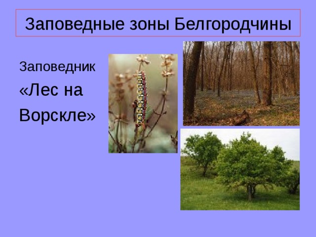 Заповедные зоны Белгородчины Заповедник «Лес на Ворскле»