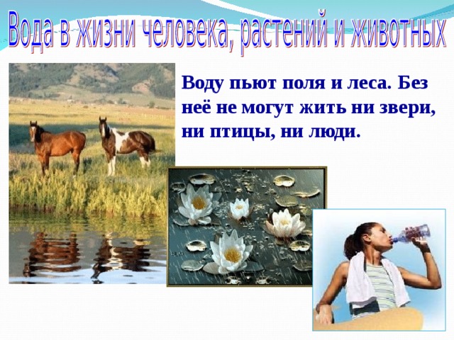 Воду пьют поля и леса. Без неё не могут жить ни звери, ни птицы, ни люди. 