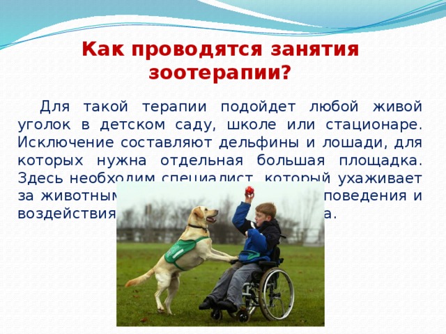 Как проводятся занятия зоотерапии?  Для такой терапии подойдет любой живой уголок в детском саду, школе или стационаре. Исключение составляют дельфины и лошади, для которых нужна отдельная большая площадка. Здесь необходим специалист, который ухаживает за животными, знает особенности их поведения и воздействия на того или иного ребенка. 
