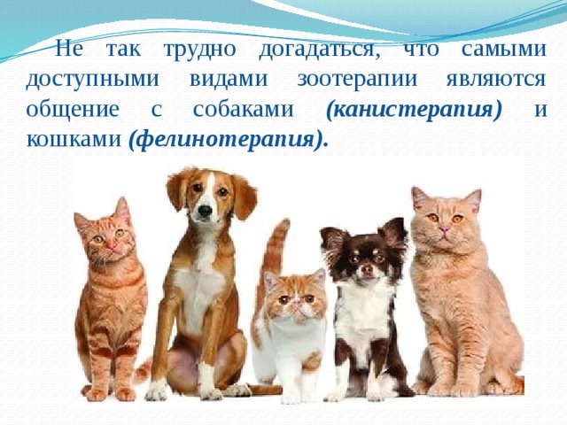 Не так трудно догадаться, что самыми доступными видами зоотерапии являются общение с собаками (канистерапия) и кошками (фелинотерапия). 
