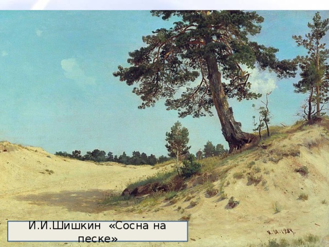 И.И.Шишкин «Сосна на песке» 