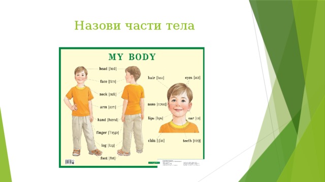  Назови части тела 