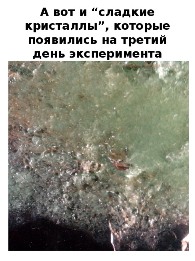 А вот и “сладкие кристаллы”, которые появились на третий день эксперимента 