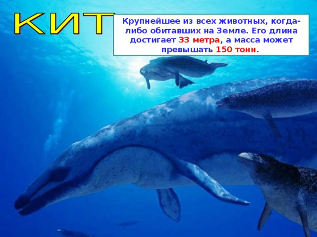 Крупнейшее из всех животных, когда-либо обитавших на Земле. Его длина достигает 33 метра , а масса может превышать 150 тонн . 