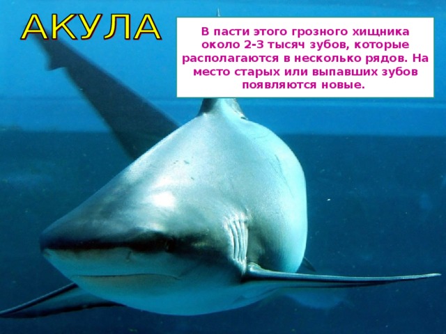 В пасти этого грозного хищника около 2-3 тысяч зубов, которые располагаются в несколько рядов. На место старых или выпавших зубов появляются новые. 