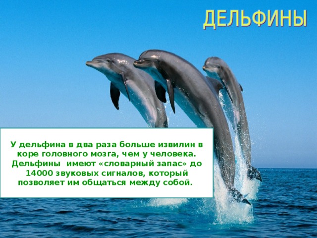 У дельфина в два раза больше извилин в коре головного мозга, чем у человека. Дельфины имеют «словарный запас» до 14000 звуковых сигналов, который позволяет им общаться между собой. 