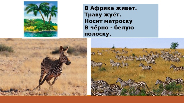 В Африке живёт.  Траву жуёт.  Носит матроску  В чёрно - белую полоску. 