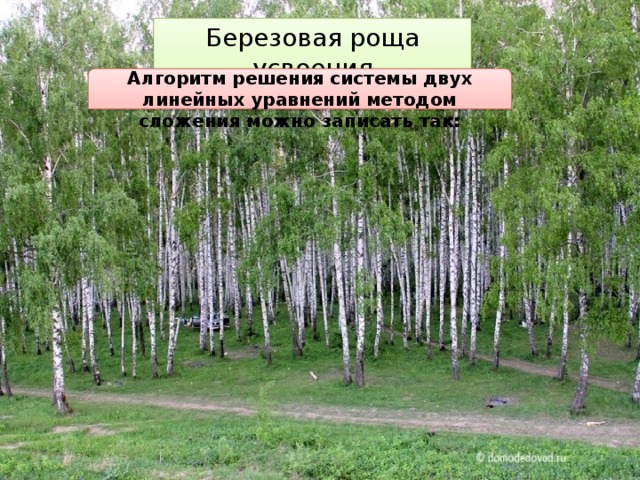 Березовая роща усвоения Алгоритм решения системы двух линейных уравнений методом сложения можно записать так: 